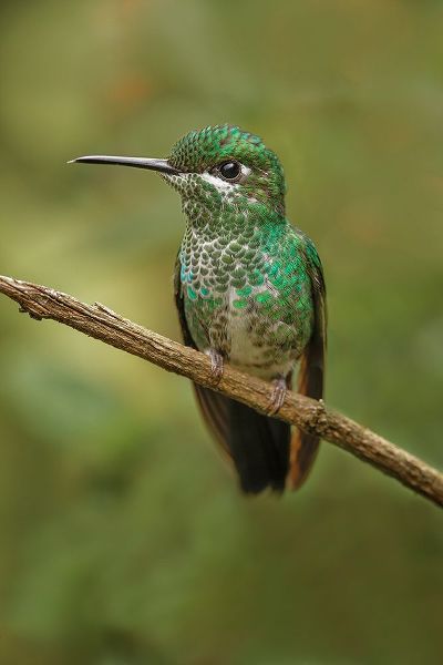 Jones, Adam 아티스트의 Green Crowned Brilliant hummingbird-Costa Rica작품입니다.